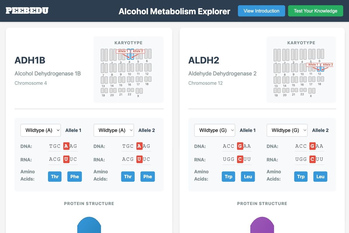 Alcohol Metabolism Explorer screenshot