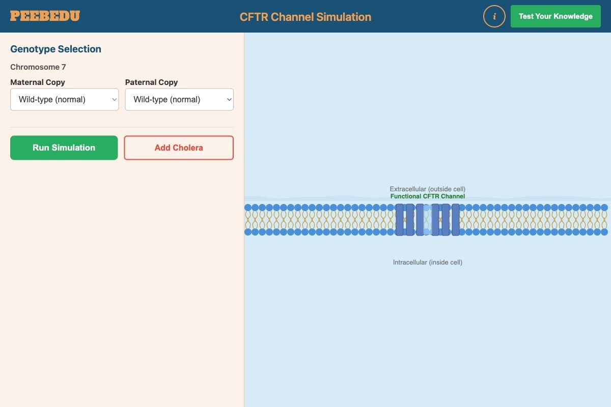 CFTR Channel Simulation screenshot