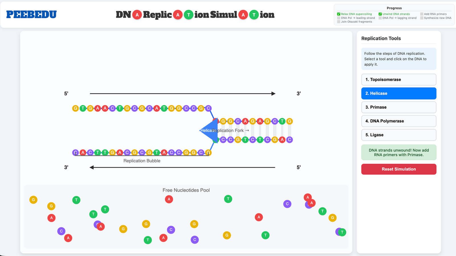 DNA Replication Simulator screenshot