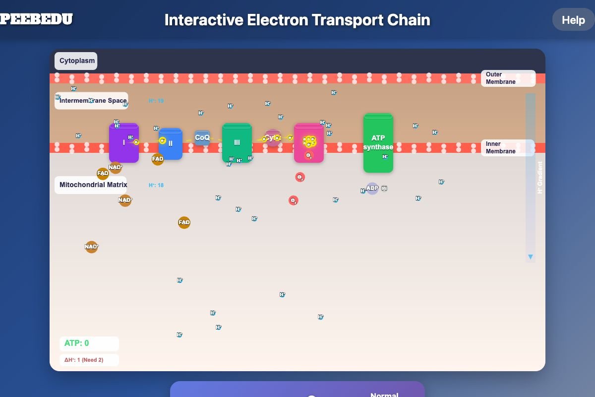 Electron Transport Chain screenshot