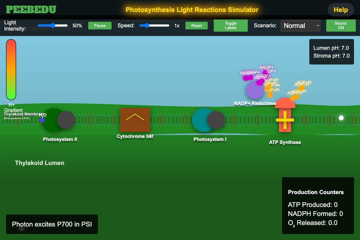 Light Reactions Simulation screenshot