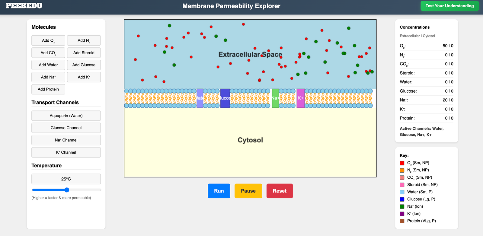 Membrane Permeability Explorer screenshot