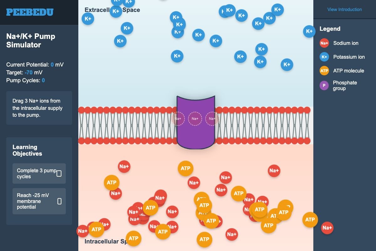 Na+/K+ Pump screenshot