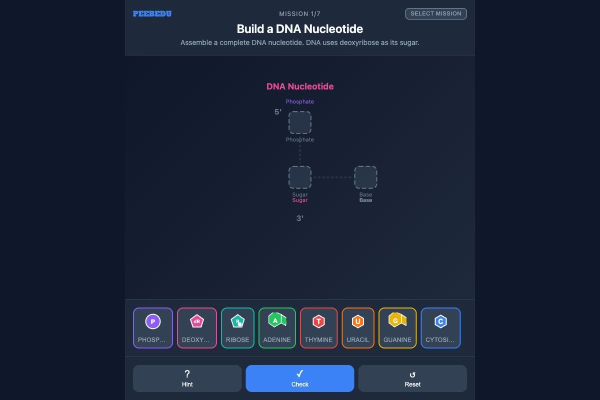 Nucleic Acid Builder screenshot